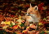 Le renard et l'automne