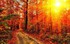 nature d'automne #1