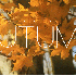 hello Automne..en retard