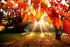nature d'automne #1