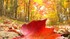 Automne Douillet #2