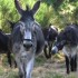 De l'Auvergne à la Corse : s