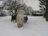 Mes ânes avec de la neige jus