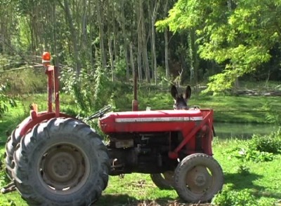 Un tracteur customisé avec des oreilles d’âne, pas mal non, comme petit clin d’œil du passé !