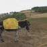 Rando avec un âne et 1 € : coup de théât