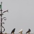 Pigeon vole au dessus du nid f
