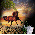 cheval dans la nuit