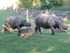 Zoo Parc De Beauval - Suite Le Rhinocéro