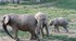 Chine : migration d'un troupeau d'élépha