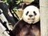 Huan Huan, la femelle panda du Zoo de Be