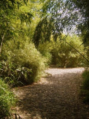 Labyrinthe de bambous