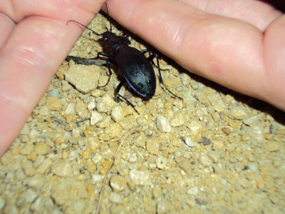 scarabé