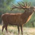 Brame du cerf