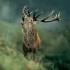 Brame du cerf (18/09/2012)