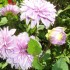 Jardin d'acclimatation (Paris)