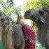 Jardin d'acclimatation (Paris)