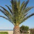 Vacance d'été (Argelès)