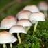 Champignons