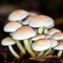 Champignons