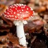 Champignons
