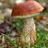 Champignons