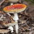 Champignons