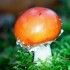 Champignons