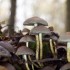 Champignons