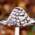 Champignons