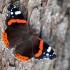 Papillon vulcain