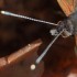 Papillon vulcain