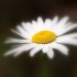 Marguerite