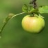 Pomme