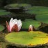 Nénuphar