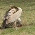 Parc de Sainte Croix 57810 RHO