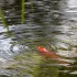 Des ronds dans l'eau
