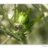 Macro I
