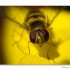 Macro I