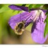 Macro I