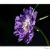 Macro I