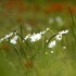 Marguerite