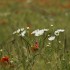 Marguerite