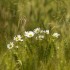 Marguerite