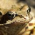 Grenouille rousse