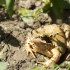 Grenouille rousse