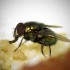 Une mouche