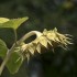 Tournesol