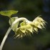 Tournesol