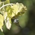 Mésange dans les tournesols