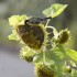 Mésange dans les tournesols